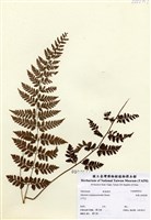 藏品(細葉蹄蓋蕨)的圖片